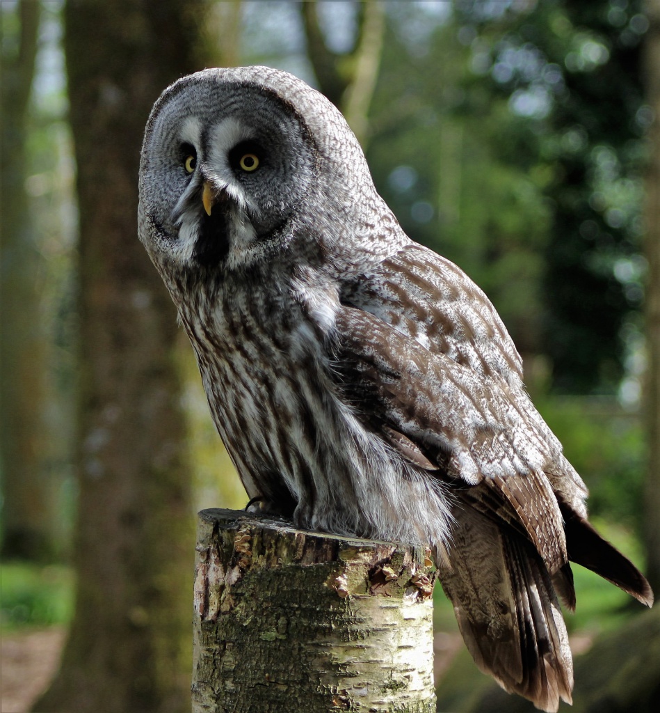 grey-owl-1655462_1920.jpg